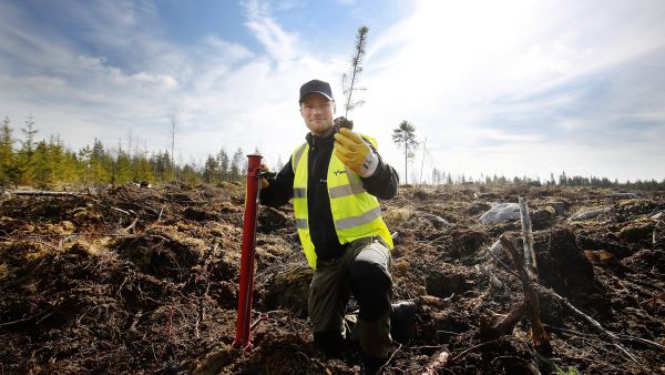 Istutustyöt ovat parhaillaan täydessä vauhdissa muun muassa Pieksämäellä, kertoo Metsä Groupin operaatioesimies Otto Rinkinen.  (Kuvaaja: Petteri Kivimäki)