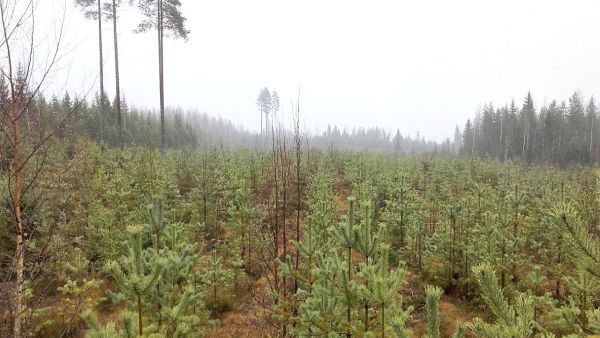  Pohjois-Karjalassa myydyillä tiloilla taimikoiden osuus pinta-alasta on ollut runsas neljännes. Kuvaaja: Hannu Liljeroos.