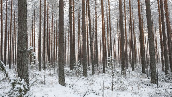 Viime vuonna uutisoitiin näyttävästi, kuinka Suomen metsien hiilinielu notkahti vuonna 2018. Vuodet eivät tässäkään suhteessa ole veljeksiä, ja viime vuonna nielu kääntyi taas selvään kasvuun. (Kuvaaja: Sami Karppinen)