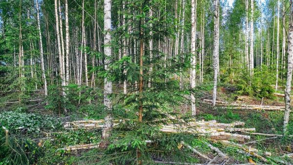 Suomalainen metsätalous tuottaa runsaasti puuenergiaa, mutta sen uusiutuvuutta on alettu kyseenalaistaa.  