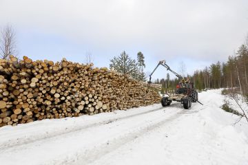 Koivukuitu tekee tien varressa nyt kauppansa varmasti. Hankintahakkaajan kannattaa kilpailuttaa puueränsä, sillä muutkin kuin perinteiset metsäyhtiöt ovat nyt kuitupuun perässä. (Kuvaaja: Sami Karppinen)