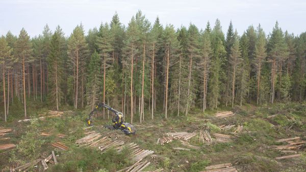 Metsänomistaja voi joutua miettimään tulevaisuudessa metsänkasvatus ja uudistamispäätöksiään aiempaa useammalta kantilta. (Kuvaaja: Sami Karppinen)