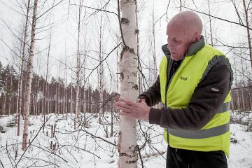 Veli-Jussi Jalkanen mittailee kymmenvuotiaan koivikkonsa valtapuita. Kymmenen vuotta sitten sama maisema oli avoin. (Kuvaaja: Mikko Riikilä)