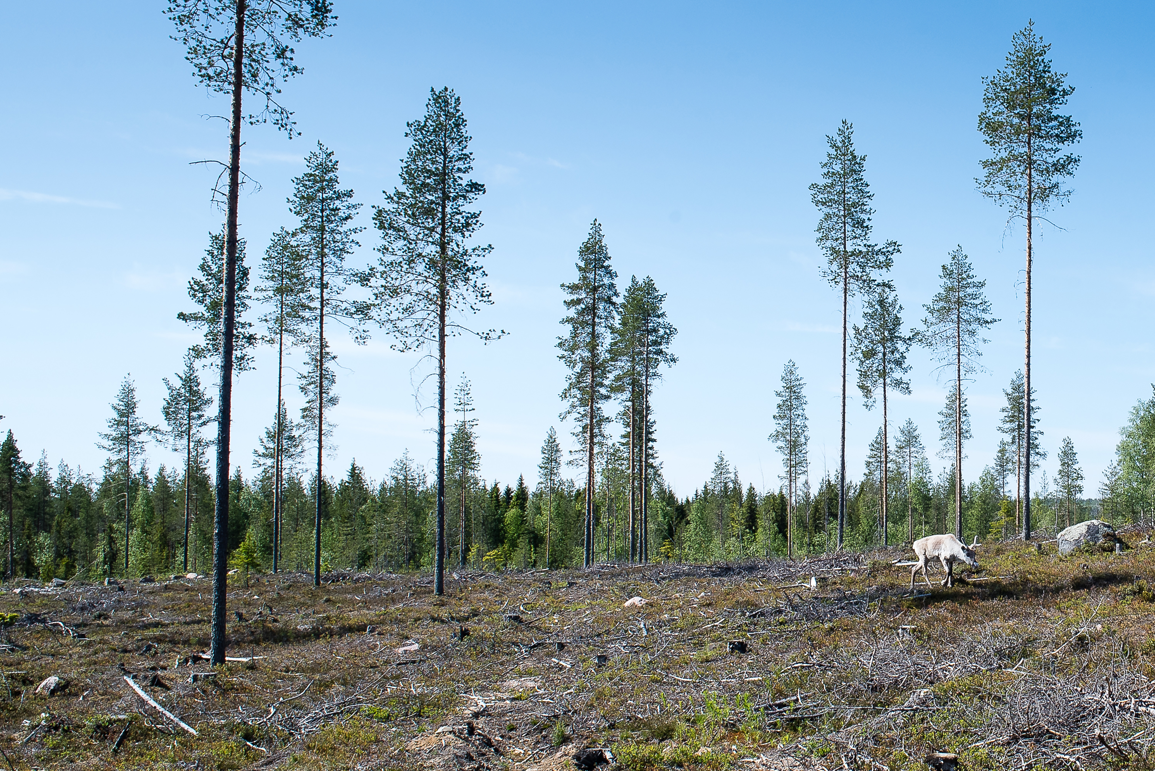 Rovaniemellä Lapissa sijaitsevassa männikössä tehtiin muutama vuosi sitten siemenpuuhakkuu, mutta ala ei ole vielä taimettunut. Maanmuokkausta kohteella ei tehty. (Kuvaaja: Juha Ollila)