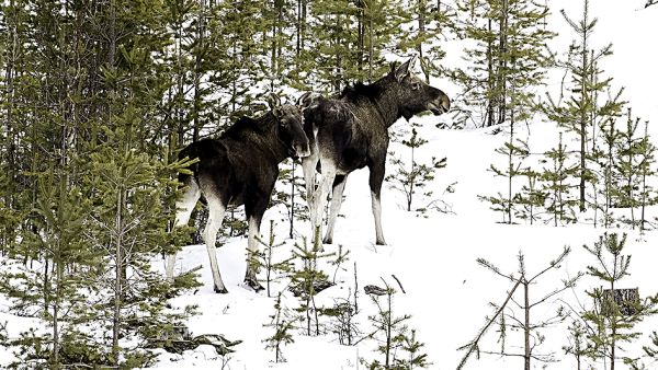 Ruotsin metsästäjäjärjestöt vastustavat ehdotusta metsästysaikojen pidentämisestä. (Kuva:  Ari Komulainen)