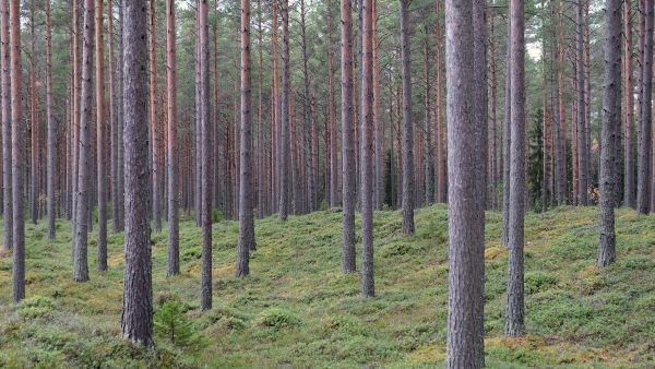Kuusi vuotta sitten sadanneksi suurimman yksityisen metsänomistajan metsäpinta-ala oli 1 070 hehtaaria. Nyt sadanneksi pääsi 1 133 hehtaarilla. (Kuva: Wikimedia Commons)